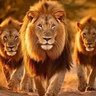 धडाकेबाज profil fotoğrafı