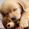 Puppies_H's profile picture