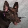 Dog Wif Knife $KNFE 的头像
