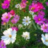 秋桜 profil fotoğrafı
