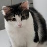 Фото профиля Toni 🐈✝️✡️🎗️🤟🇮🇱🇬🇧🇨🇦🇦🇺🇺🇸