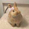 Saraa ✨ profil fotoğrafı