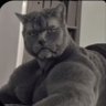 Фото профиля Roarrrr