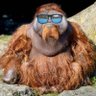 RangTang Studios's profile picture