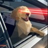 Фото профиля DogeUsername