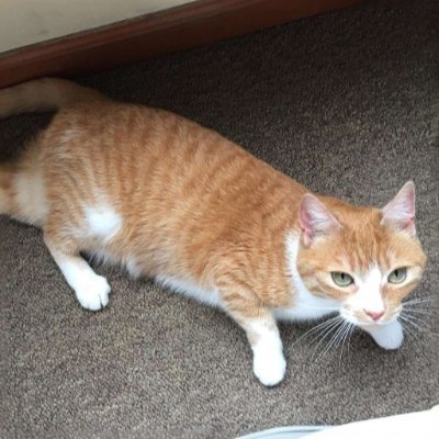 Waffles Davincij15's Cat's profile picture