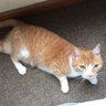 Waffles Davincij15's Cat 的头像