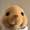 Profilbild von /ᐠ - ˕ -マ