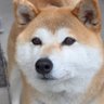 子烁 profil fotoğrafı