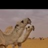 عبدالمحسن بن عبدالعزيز 的头像