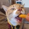 Soybean's profile picture