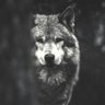 Profilbild von as sfsf