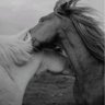 ѕαяα ᥫ᭡ profil fotoğrafı