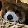 Profilbild von PlanetofPandas