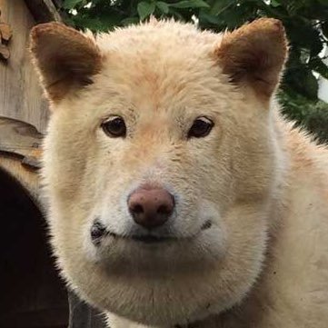 のいねお's profile picture