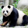 Tony "💖 Peace & Nature" Panda 的头像