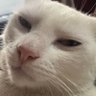 Chibi profil fotoğrafı