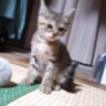 よしの💜🦋 的头像