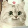 Profilbild von a tiny rat