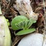 Фото профиля עלומת שם