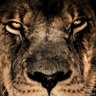 amigo's profile picture