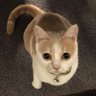 ミルク profil fotoğrafı