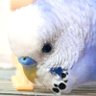 ちゅんぱぁ profil fotoğrafı