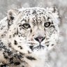 Leopard on parade 🍉 profil fotoğrafı