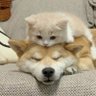 BBshiba's profile picture
