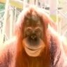 chimp's profile picture