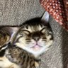 Profilbild von 年老いたROCK少年
