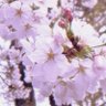Profilbild von 茉莉花(まりっぺ)