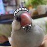 Profilbild von いもこ