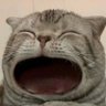 Profilbild von 顾子白