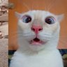 Profilbild von kucing tua TV