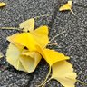 もゃしぅまぃ 的头像