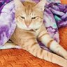 غلام ادب بی ادب 的头像
