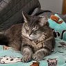 Batou profil fotoğrafı