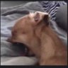 Фото профиля Cryingchihuahua | CLONE