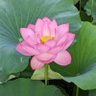 Фото профиля 何しよう