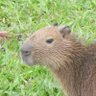 Profilbild von Capivara