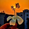 kenzygraphicsworld's profile picture