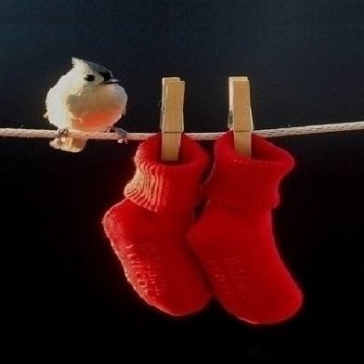 worldbirds32's profile picture