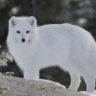 Profilbild von fox5555