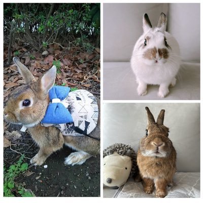 choko10022525's profile picture