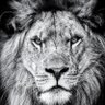FlyingFree's profile picture