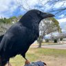 CROW カラス愛好家・黒歴史ぶっ晒し垢 profil fotoğrafı