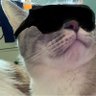 Papas's profile picture