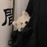 Profilbild von 我不给人当狗的