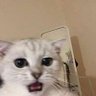 Xerokubpom 的头像